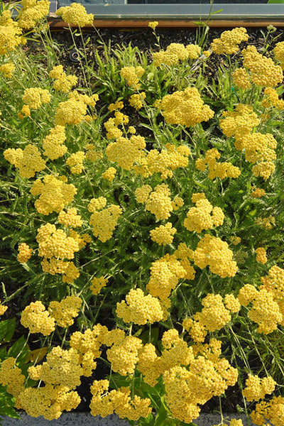 Terra Cotta Yarrow 1G
