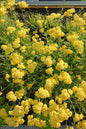 Terra Cotta Yarrow 1G