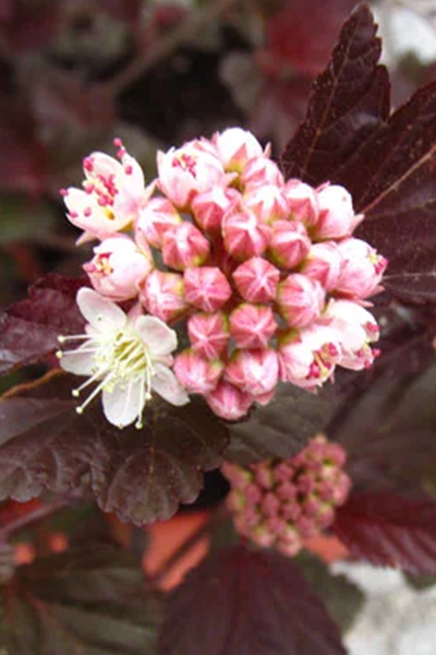 Tiny Wine Ninebark 2G