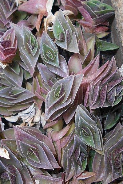 Tradescantia Navicularis 10” HB