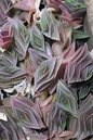 Tradescantia Navicularis 10” HB