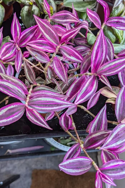 Tradescantia Pink Paradise 2”