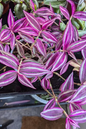 Tradescantia Pink Paradise 2”