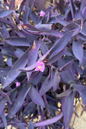 Tradescantia Purple Heart 4”