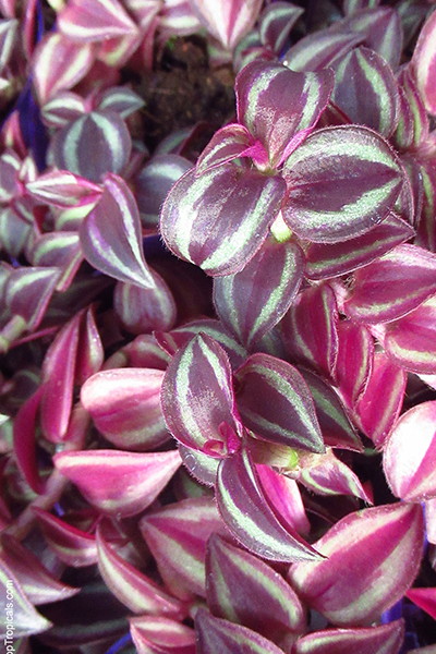 Tradescantia Pink Pant 4"
