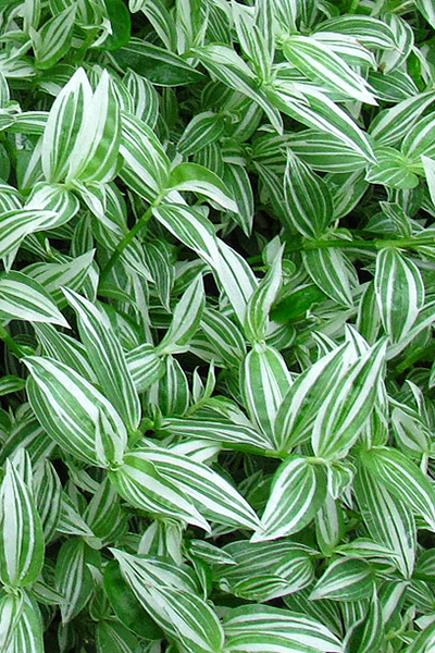 Tradescantia Pistachio Hanging Basket