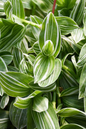 Tradescantia Sanna 12" Hanging Basket