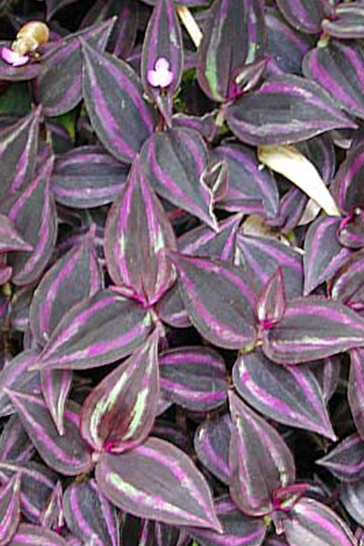 Tradescantia Zebrina 4"