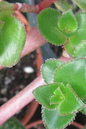 Trailing Jade 6” HB