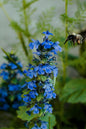 Tropical Touch® Ajuga 4”