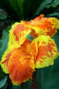 Tropicana® Canna Lily 3G
