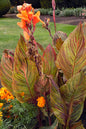 Tropicana® Canna Lily 15G