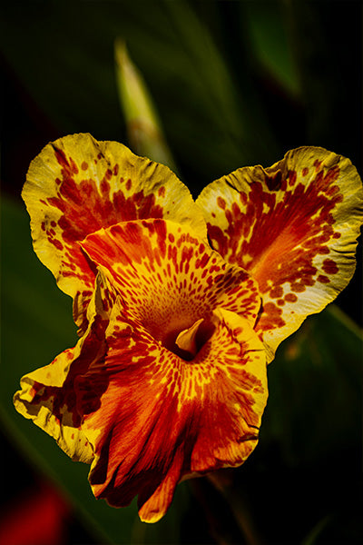 Tropicana® Canna Lily 2G