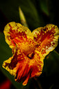 Tropicana® Canna Lily 2G