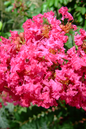 Tuscarora Crape Myrtle 5G