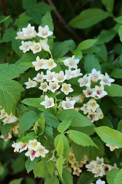 Tuxedo® Weigela 2G