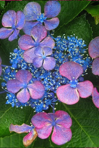 Twist & Shout Hydrangea 2G