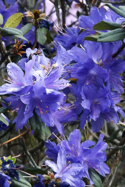 Blue Diamond Rhododendron 6G