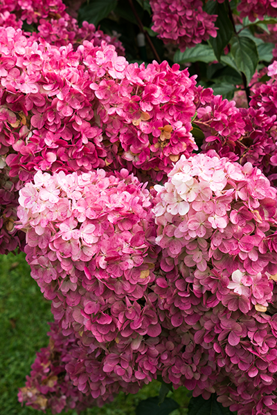Vanilla Strawberry Hydrangea 2G