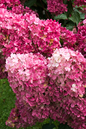 Vanilla Strawberry Hydrangea 2G