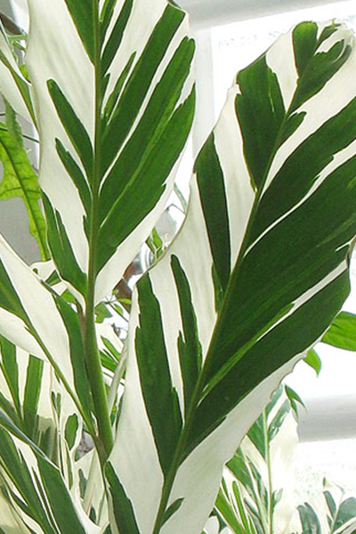 Variegated Ginger 4”