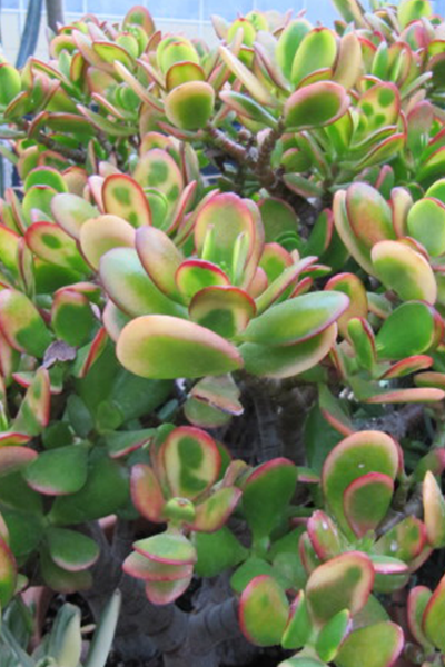 Variegated Jade Plant 4”