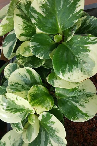 Variegated Peperomia 4”