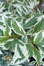 Variegated Dogwood 5G