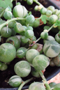 Variegated String of Pearls 2”