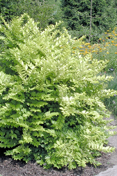 Vicary Golden Privet 1G