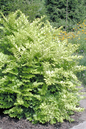 Vicary Golden Privet 1G