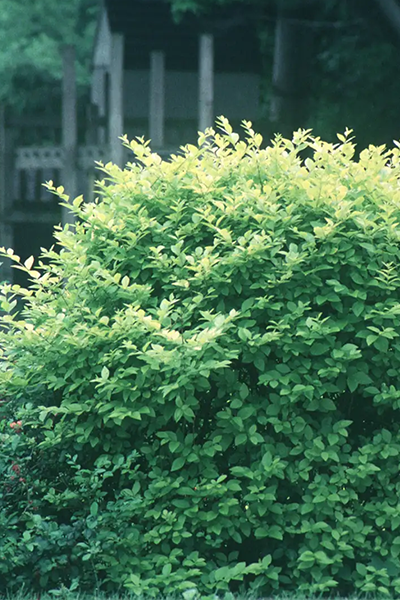 Vicary Golden Privet 2G