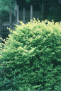 Vicary Golden Privet 2G