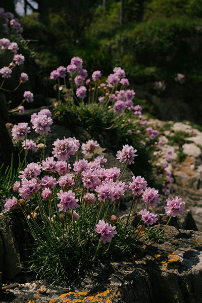 Victor Reiter Armeria 4”