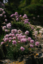 Victor Reiter Armeria 4”