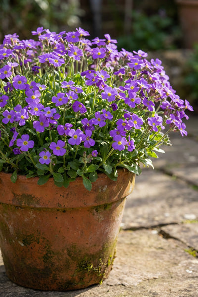 Violet with Eye Aubrieta 1G
