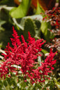 Vision in Red® Astilbe 1G