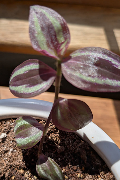 Wandering Jew Red 4”