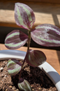 Wandering Jew Red 4”