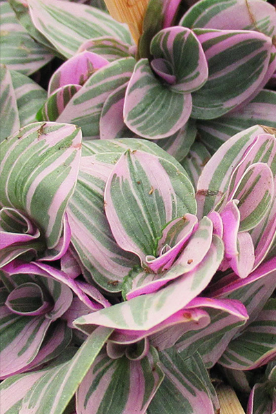 Wandering Jew Nanouk 2"