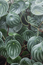 Watermelon Peperomia 4”