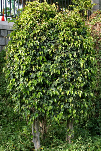 Weeping Fig Braid 12"