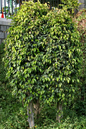 Weeping Fig Braid 12"