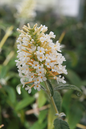 White Butterfly Butterfly Bush 1G