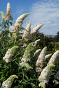White Butterfly Butterfly Bush 5G