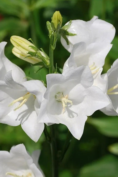 White Clip Campanula 1G