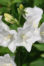 White Clip Campanula 1G