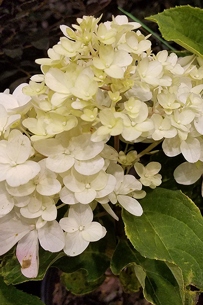 White Diamonds Hydrangea 2G
