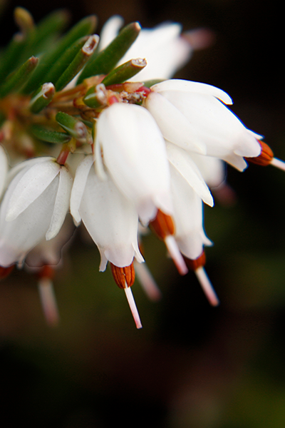 White Perfection Heather 1G