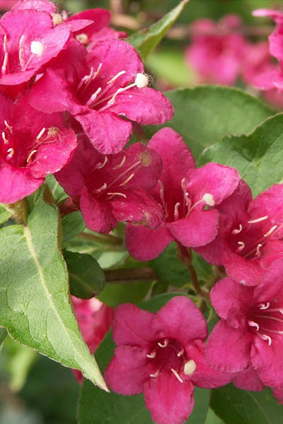 Wine & Roses® Weigela 2G